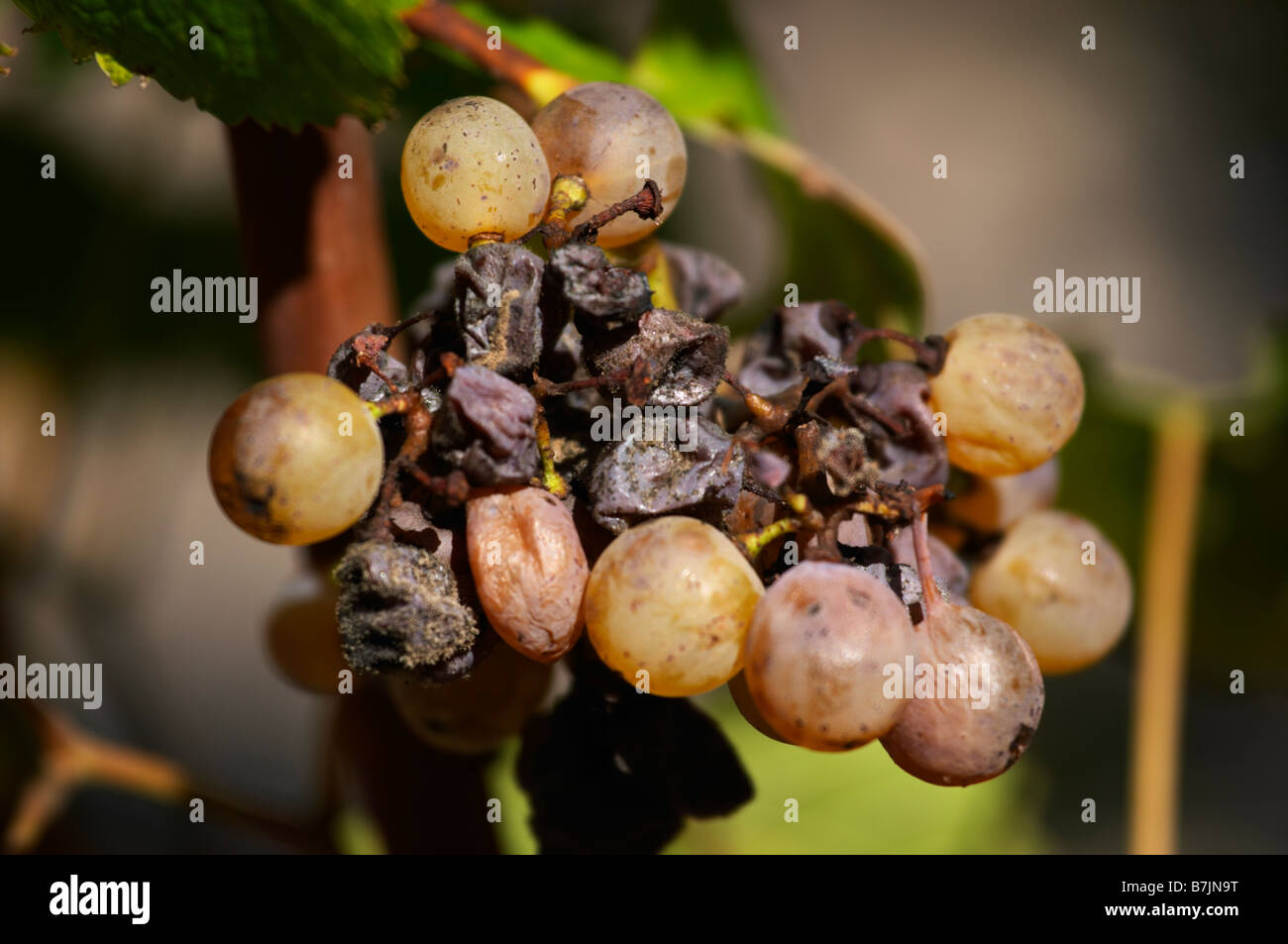 semillon grapes with noble rot chateau guiraud sauternes bordeaux france Stock Photo