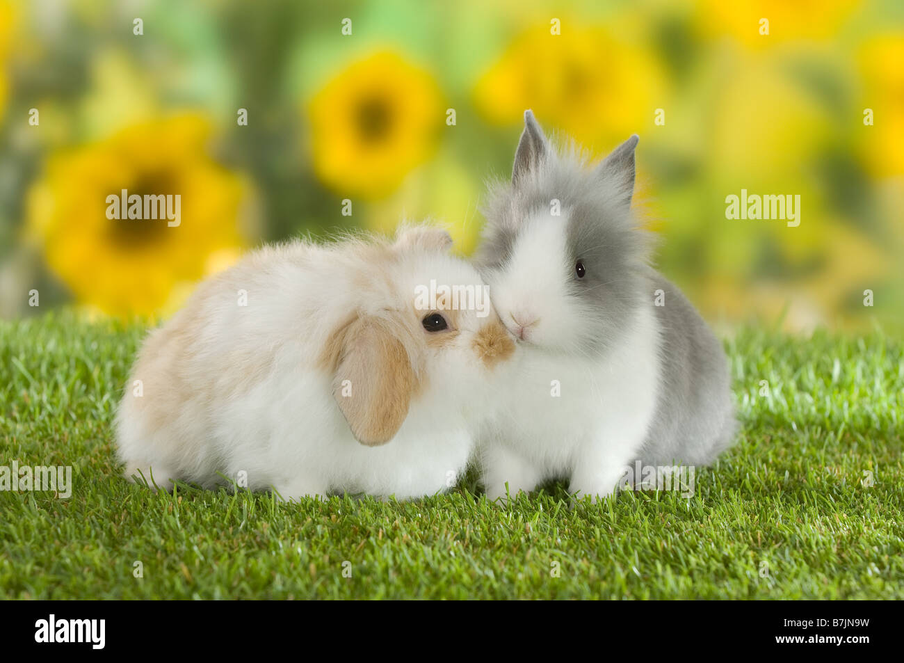 two dwarf rabbits on meadow Stock Photo Alamy