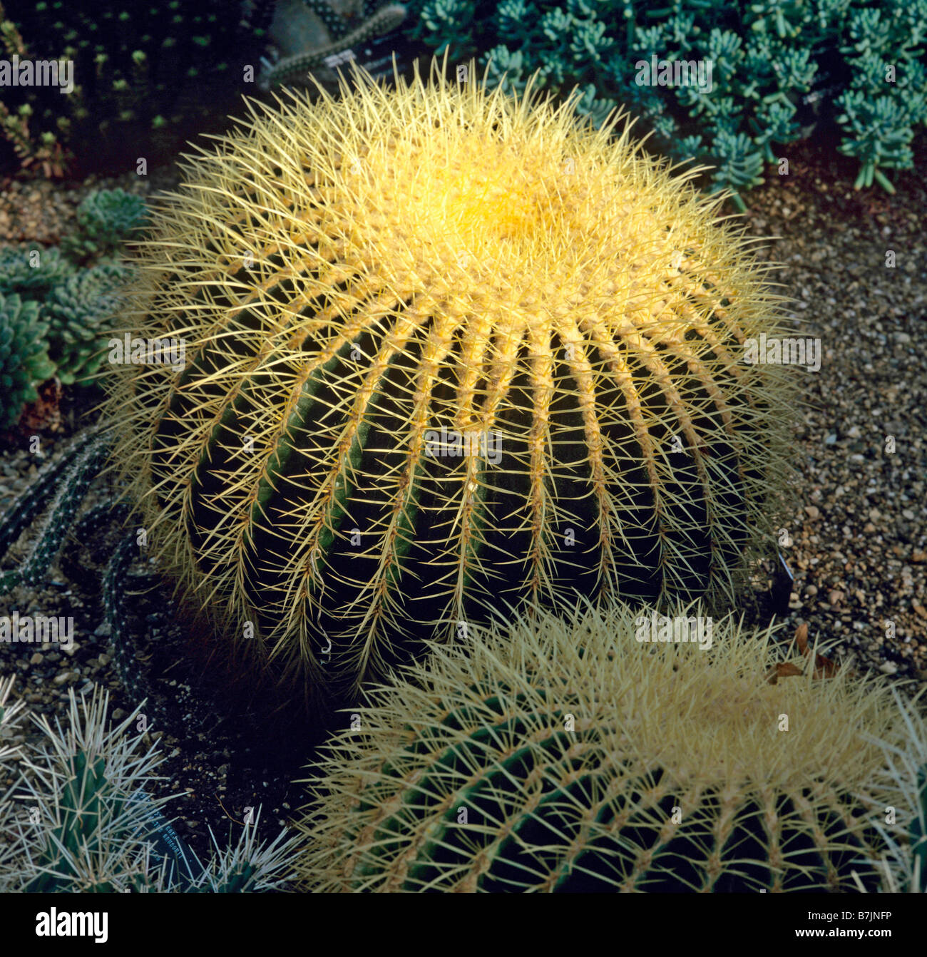 The impressive cactus Echinocactus grusonii Stock Photo