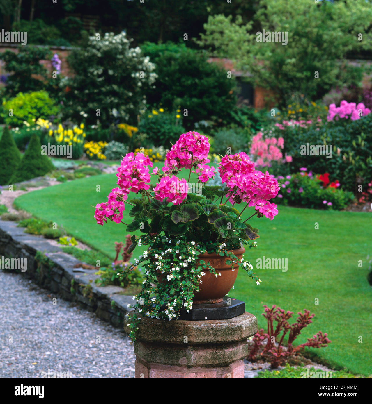 Pink pelargoniums in a terracotta pot on a plinth Stock Photo