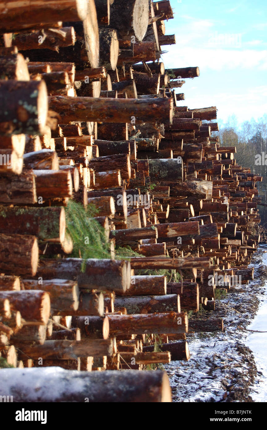 timber piles in sweden Stock Photo Alamy