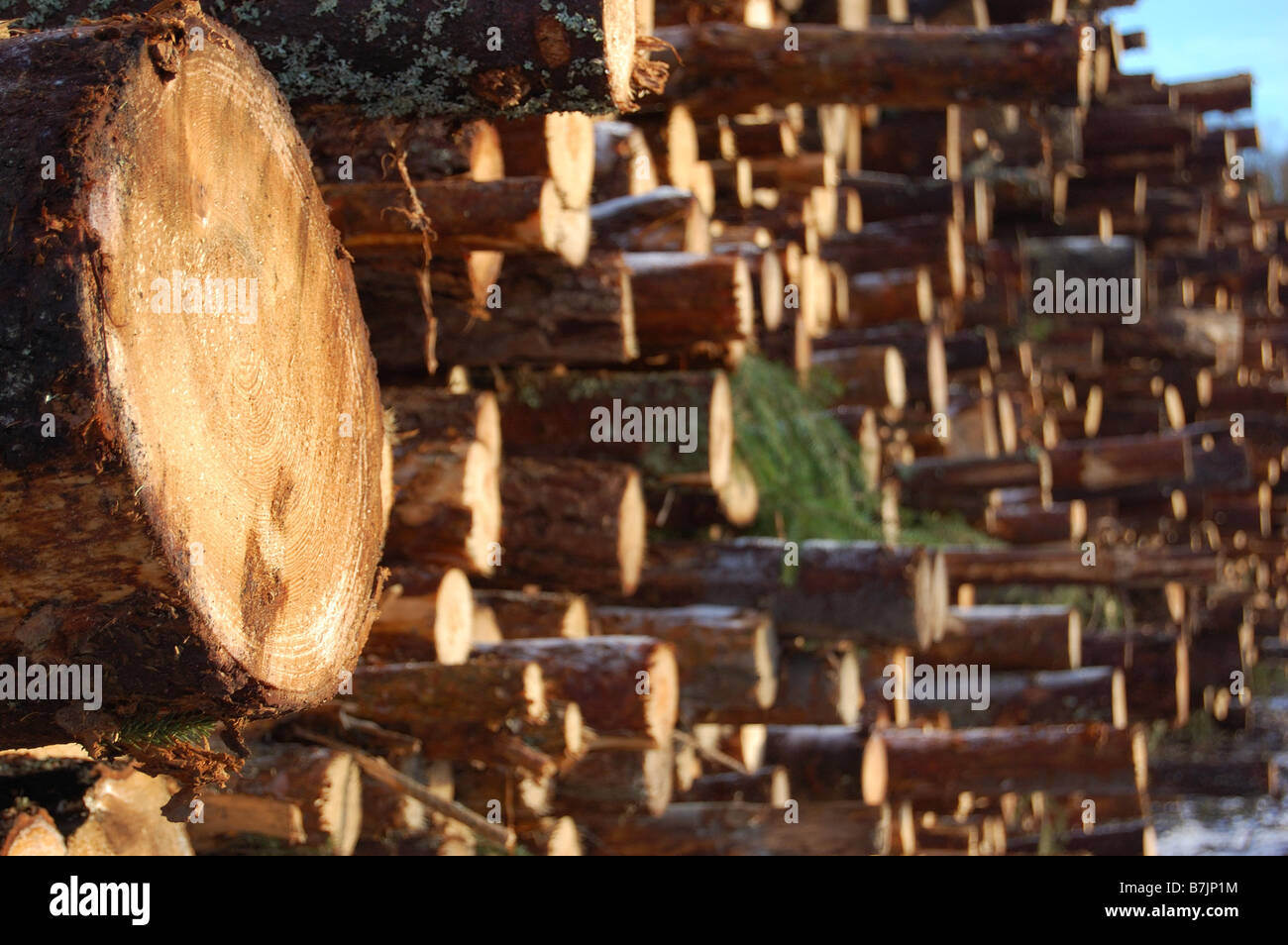 timber piles in sweden Stock Photo Alamy