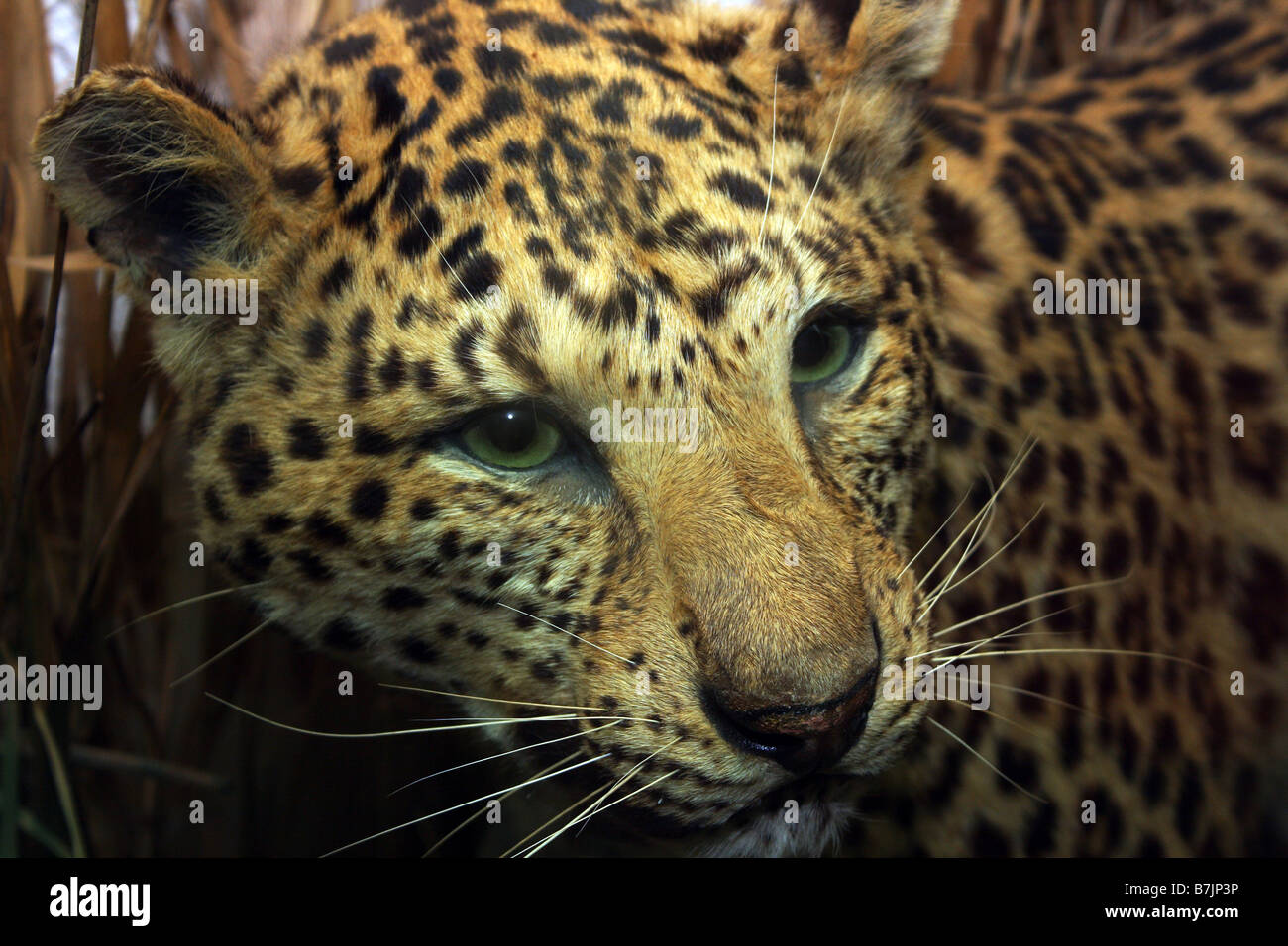 A close up photograph of a stuffed cheetah Stock Photo