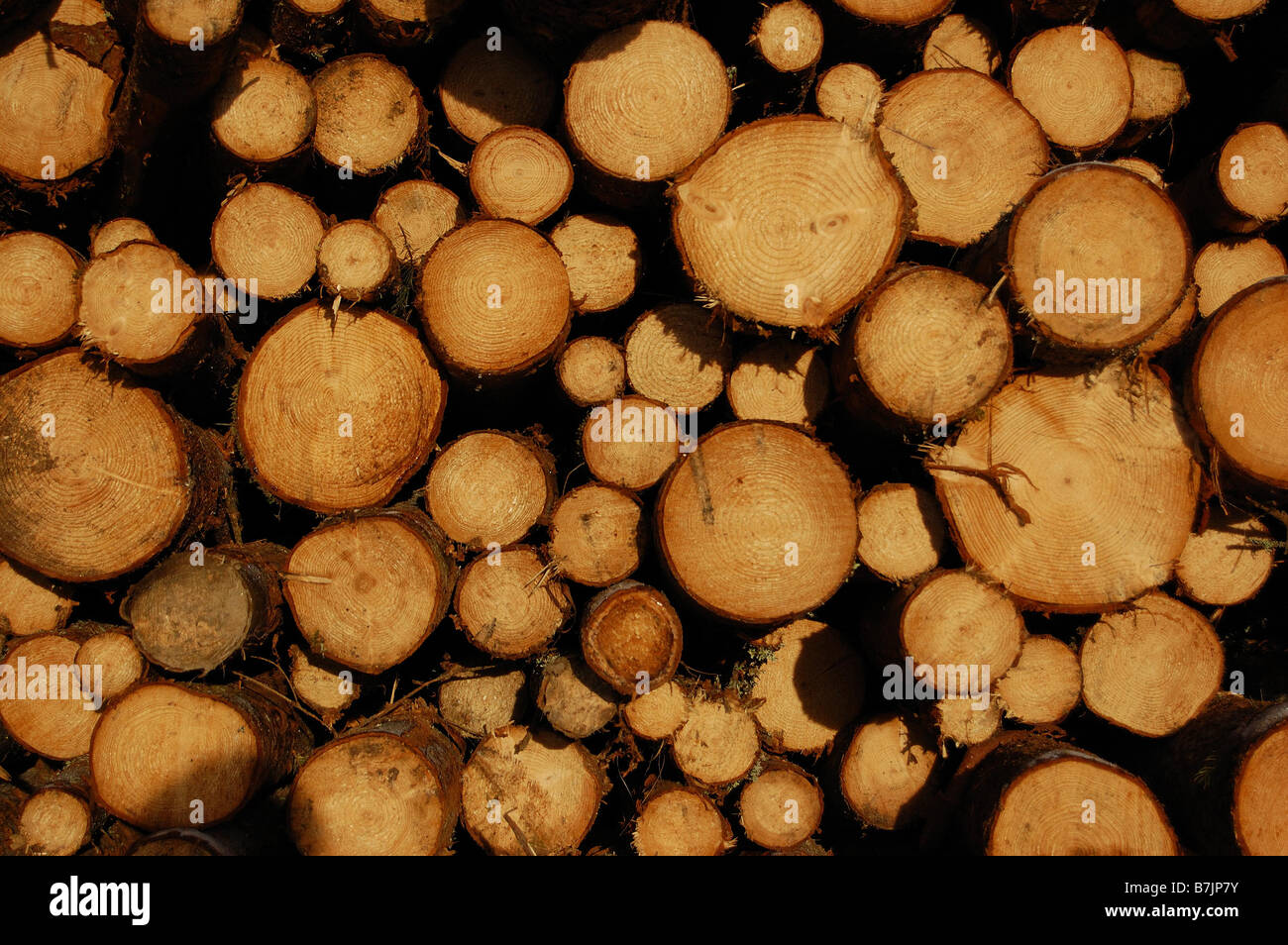 timber piles in sweden Stock Photo Alamy