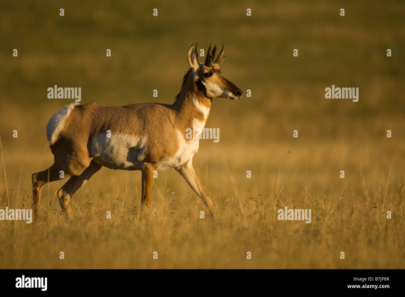 A pronghorn antelope in the late afternoon sun of Fall on the high ...
