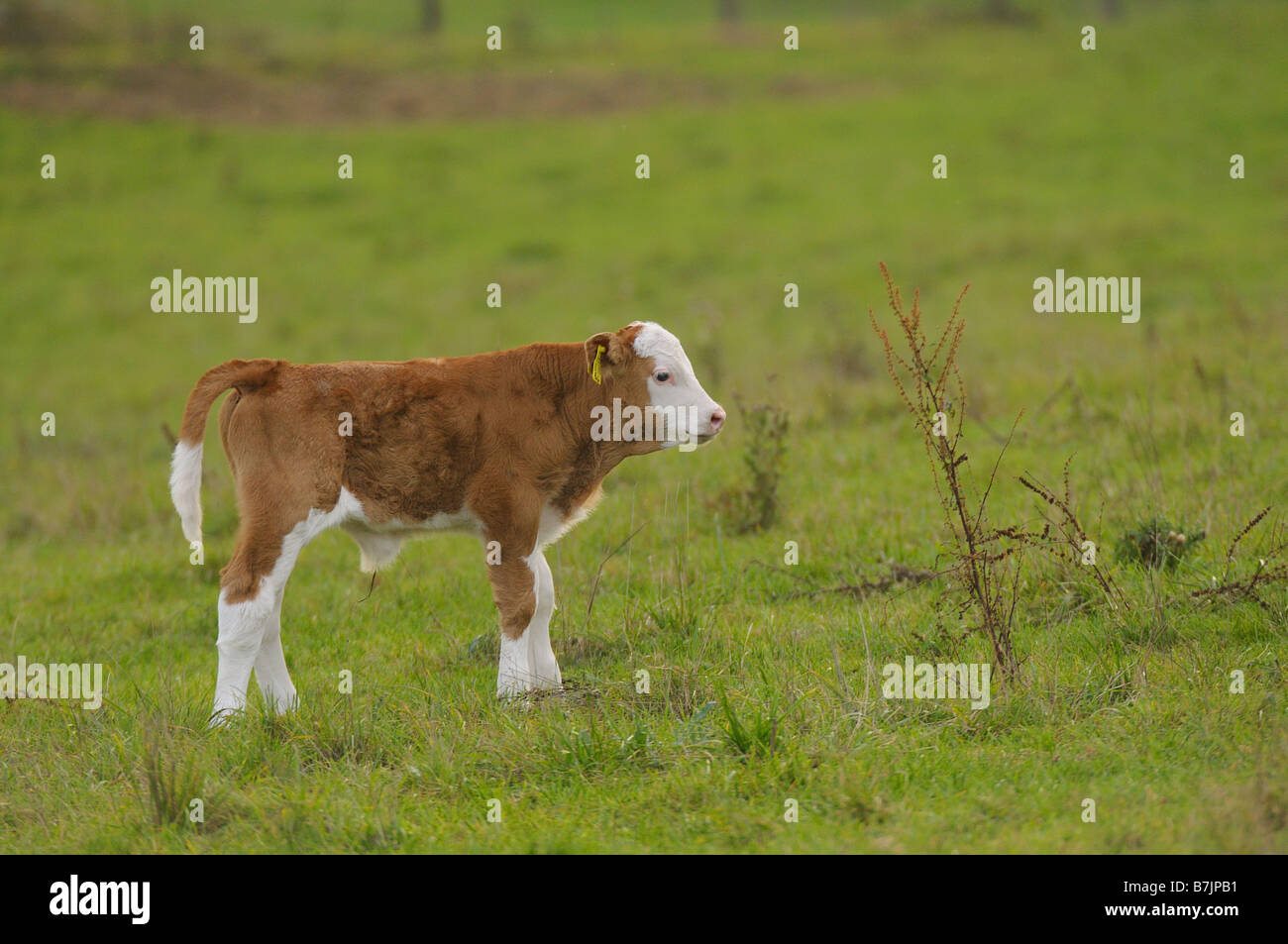 calf - standing on meadow Stock Photo - Alamy