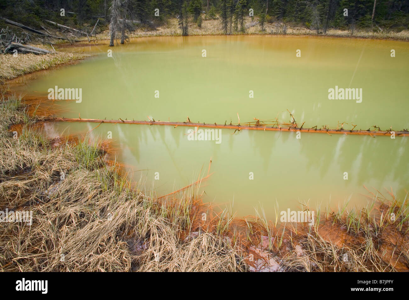 Details of Paint Pots, Yoho National Park BC ironrich mineral springs