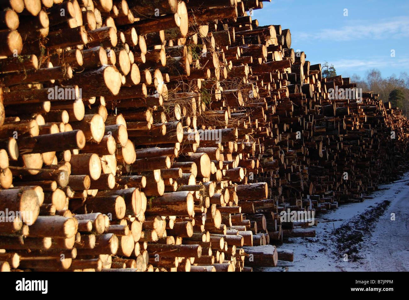 timber piles in sweden Stock Photo