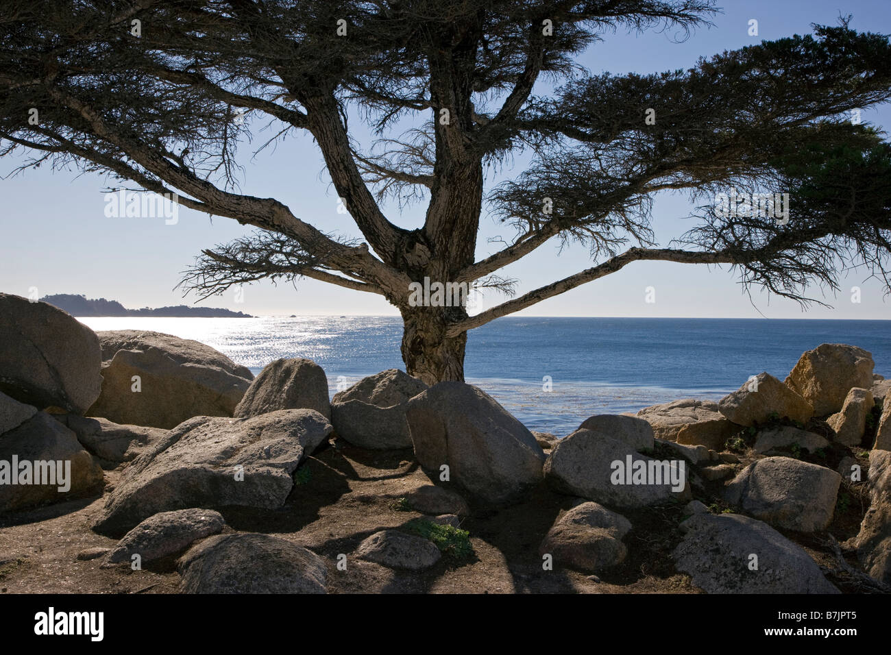 Monterey Cypress tree and Pacific Ocean at Pescadero Point, Pebble Beach, Del Monte Forest, Monterey Peninsula, California, USA Stock Photo