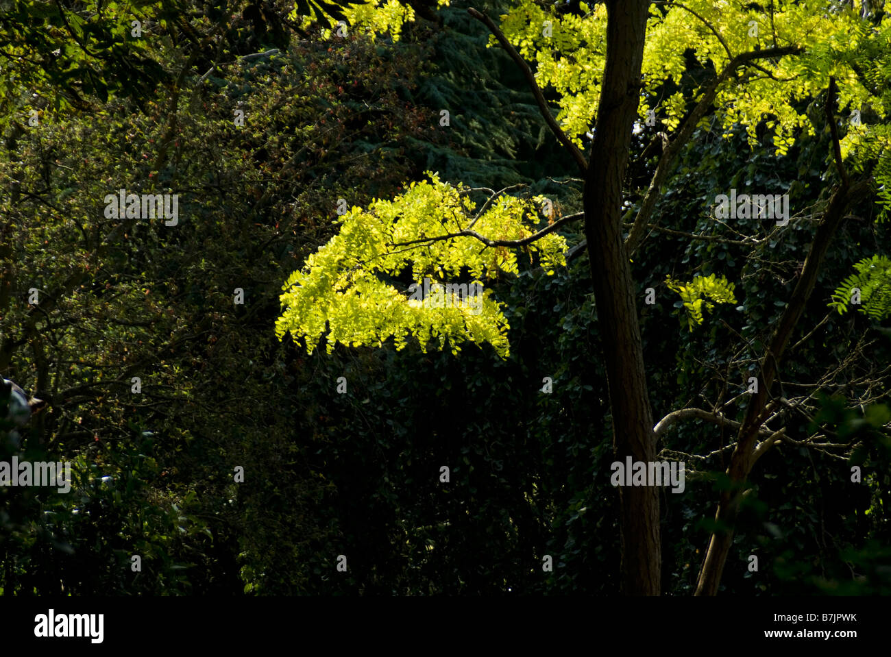 Illuminated tree hi-res stock photography and images - Alamy