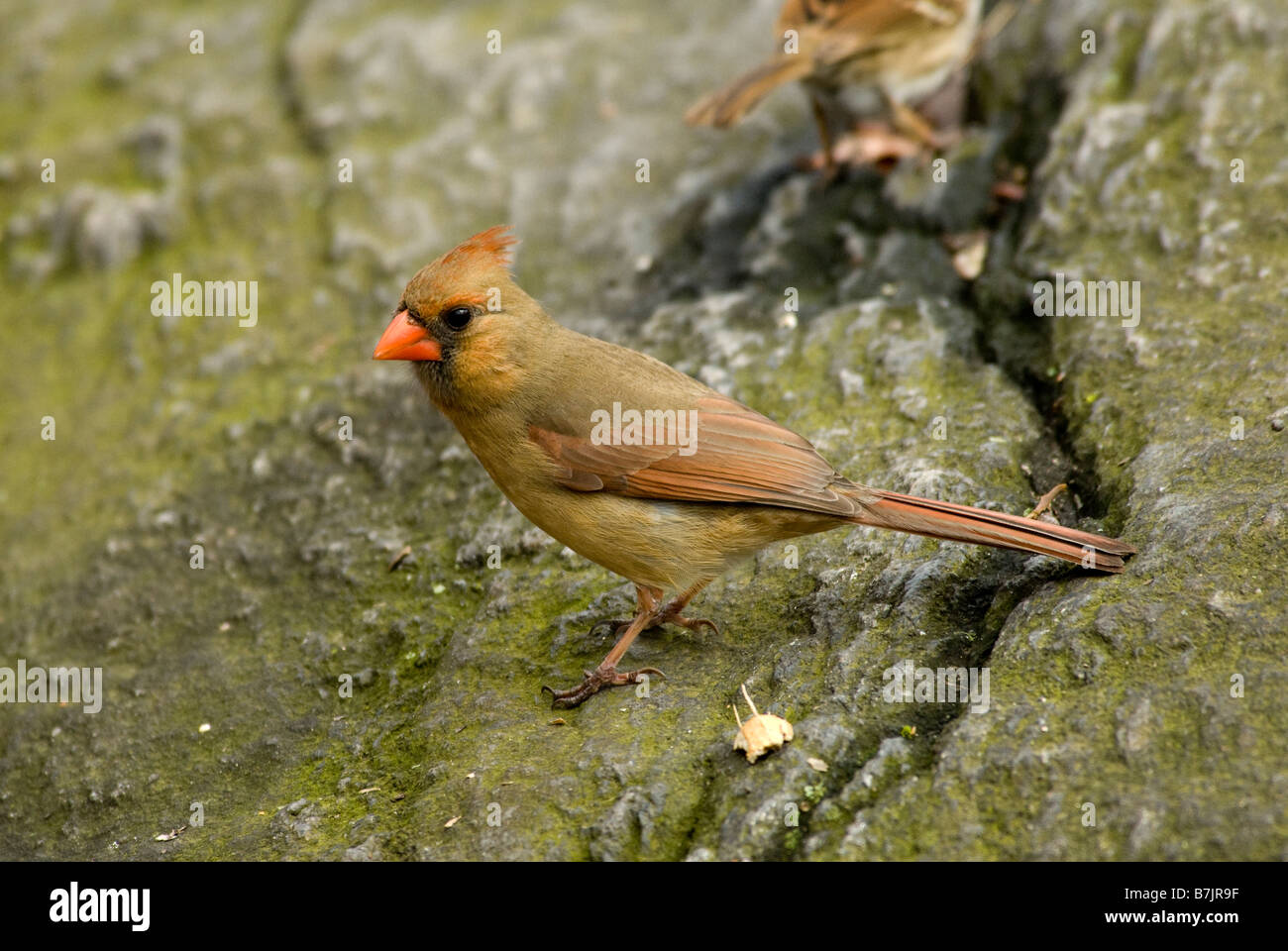 The Northern Cardinal (Cardinalis cardinalis) is a North American bird in the Cardinal family, Central Park New York USA Stock Photo
