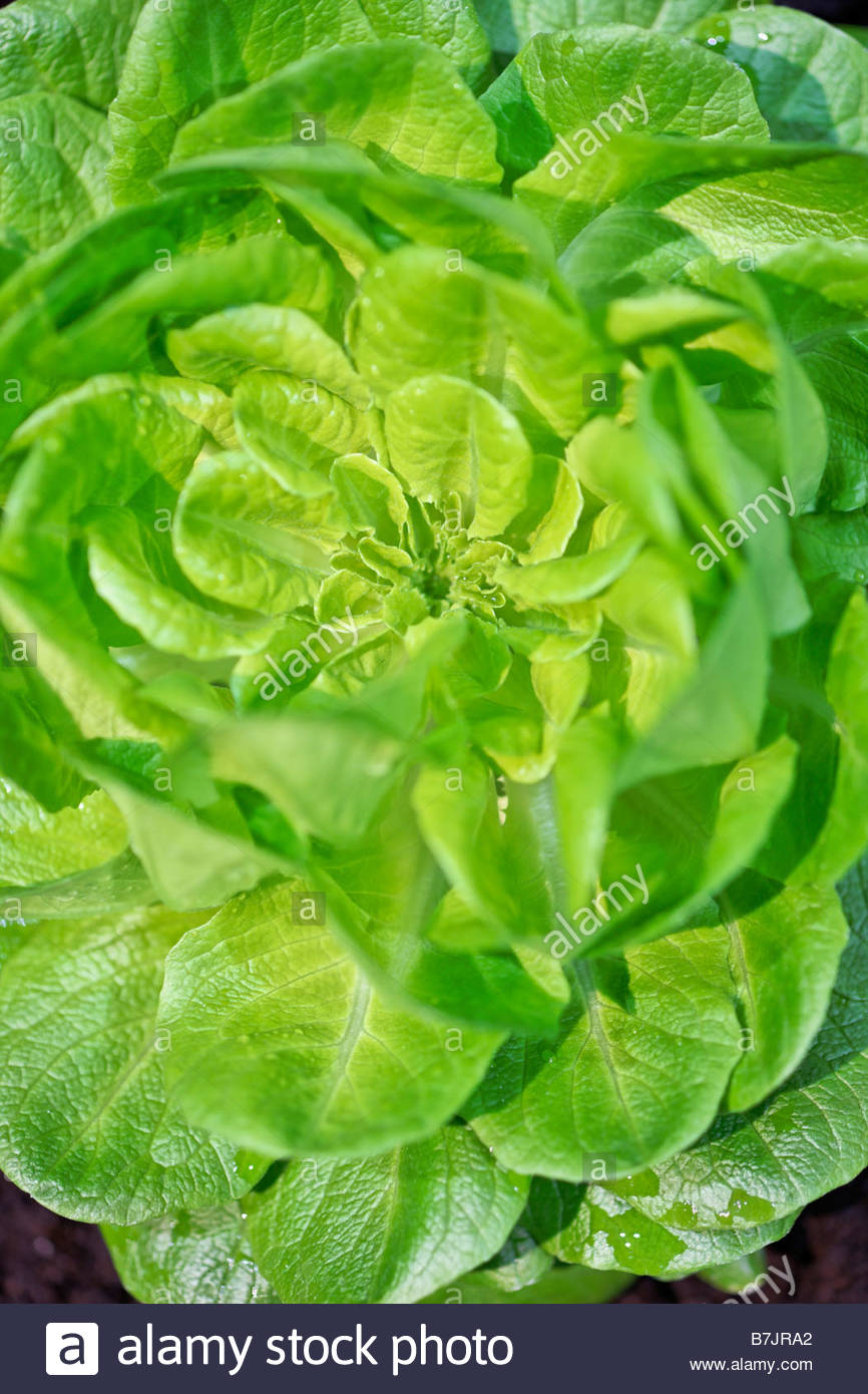 Butterhead Lettuce Stock Photos & Butterhead Lettuce Stock Images Alamy
