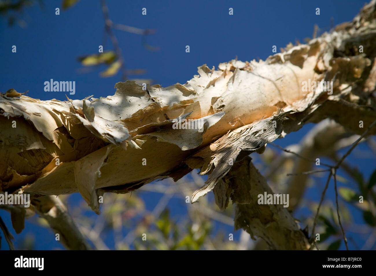 Gum tree bark hires stock photography and images Alamy