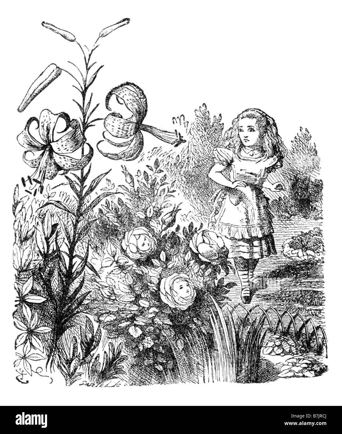 Alice and the Tiger Lily Alice Through the Looking Glass Illustration by Sir John Tenniel 1820 to 1914 Stock Photo