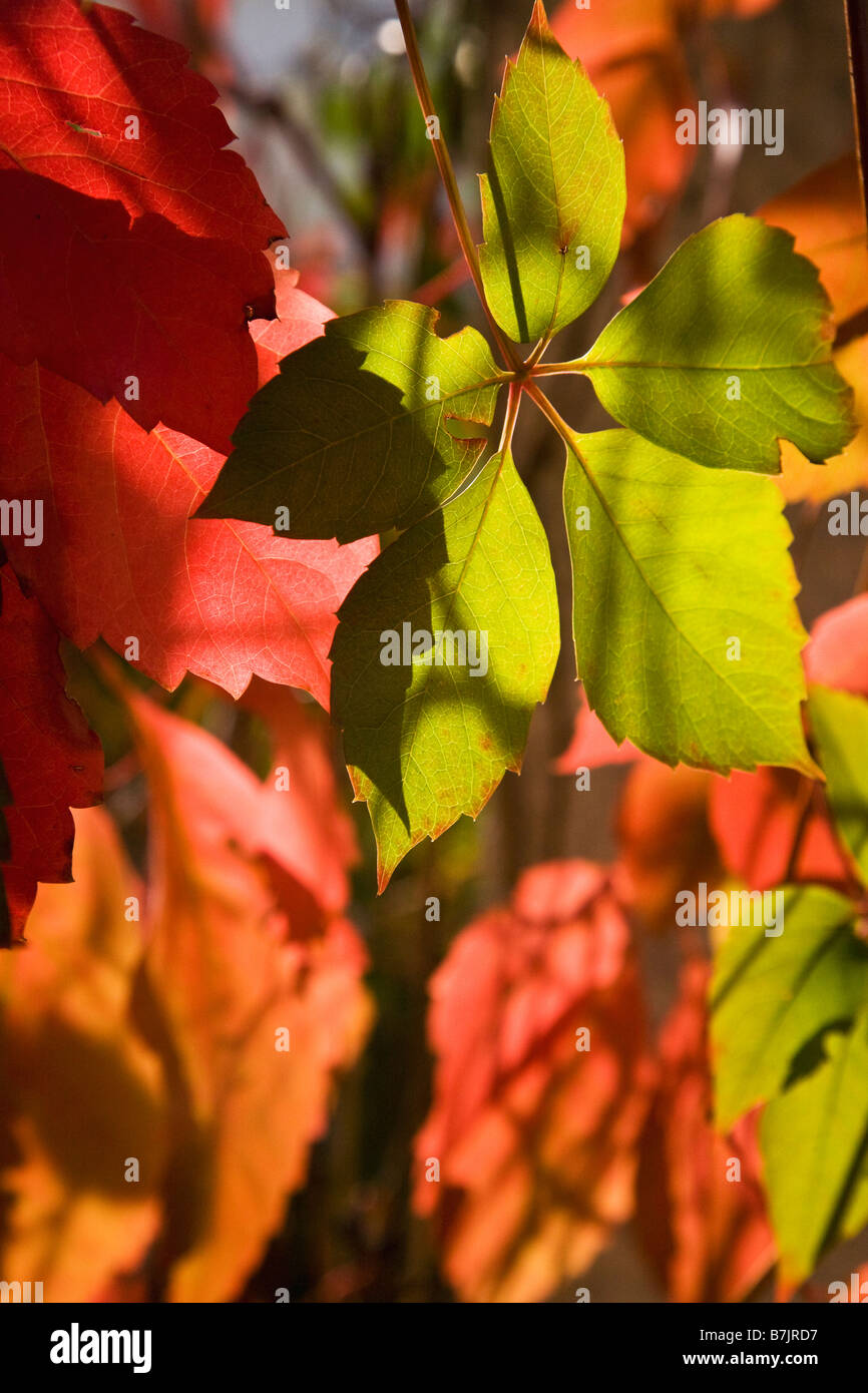 Autumn leaves fall colors colours Stock Photo