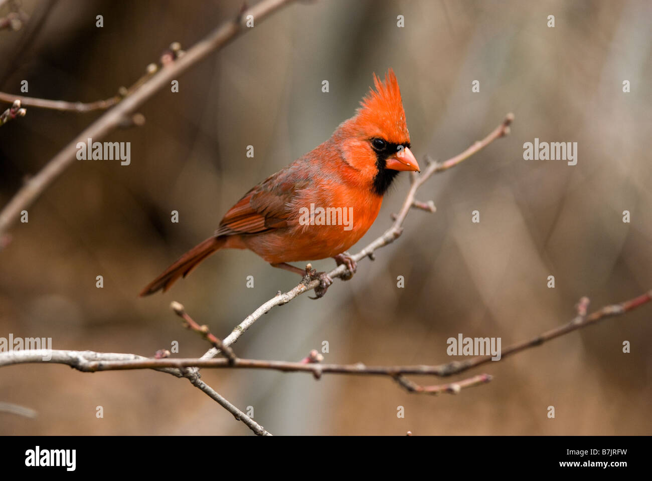 The Northern Cardinal (Cardinalis cardinalis) is a North American bird in the Cardinal family, Central Park New York USA Stock Photo