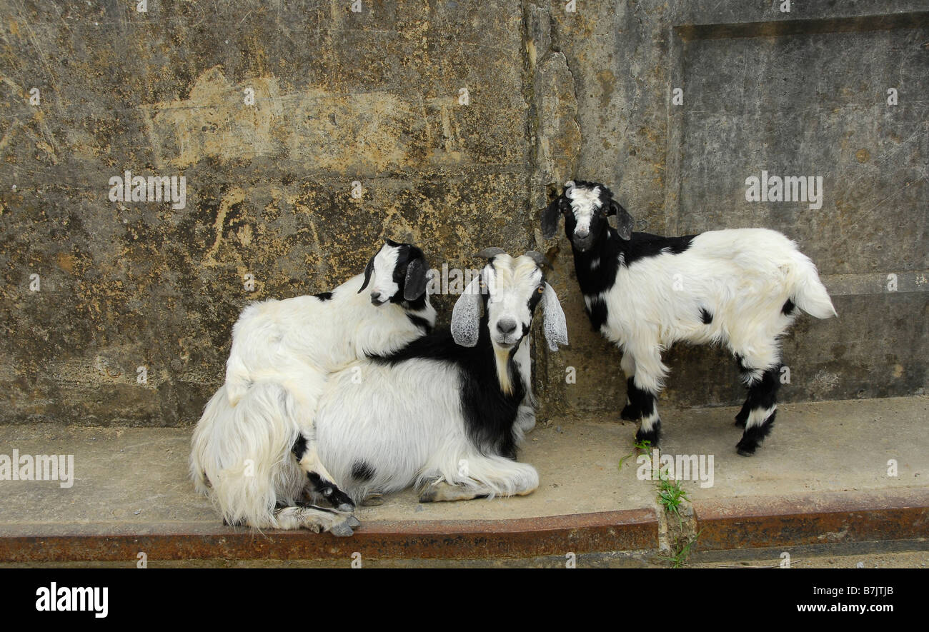 Goats huddling on concrete bridge in Eastern Cape Province of South Africa. Goats are main livestock apart from cattle in Africa Stock Photo