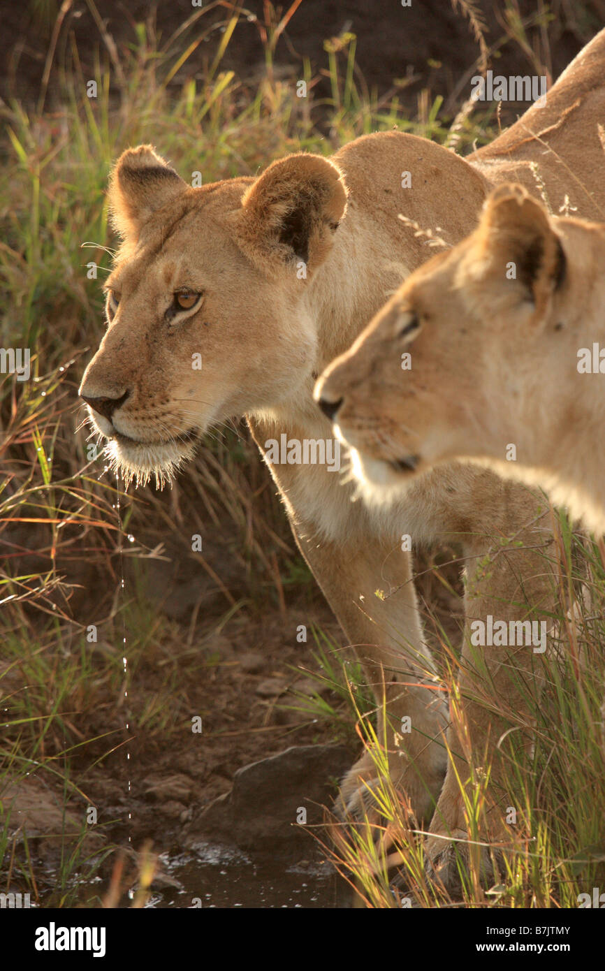 2 Lionesses drinking at a water hole in early morning sunlight.  Water drips from the lionesses mouth in a thin stream Stock Photo
