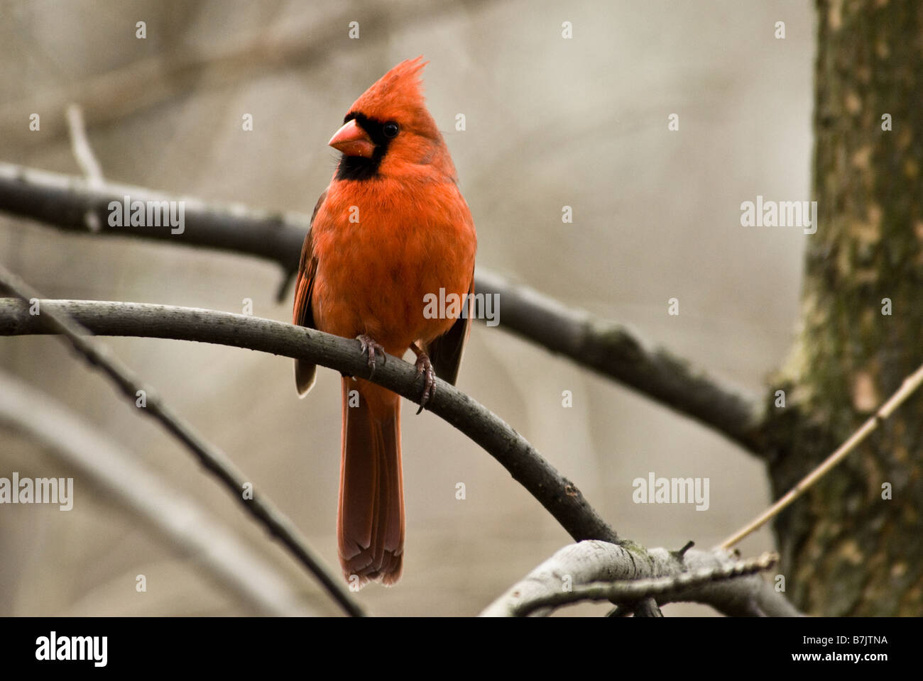 The Northern Cardinal (Cardinalis cardinalis) is a North American bird in the Cardinal family, Central Park New York USA Stock Photo