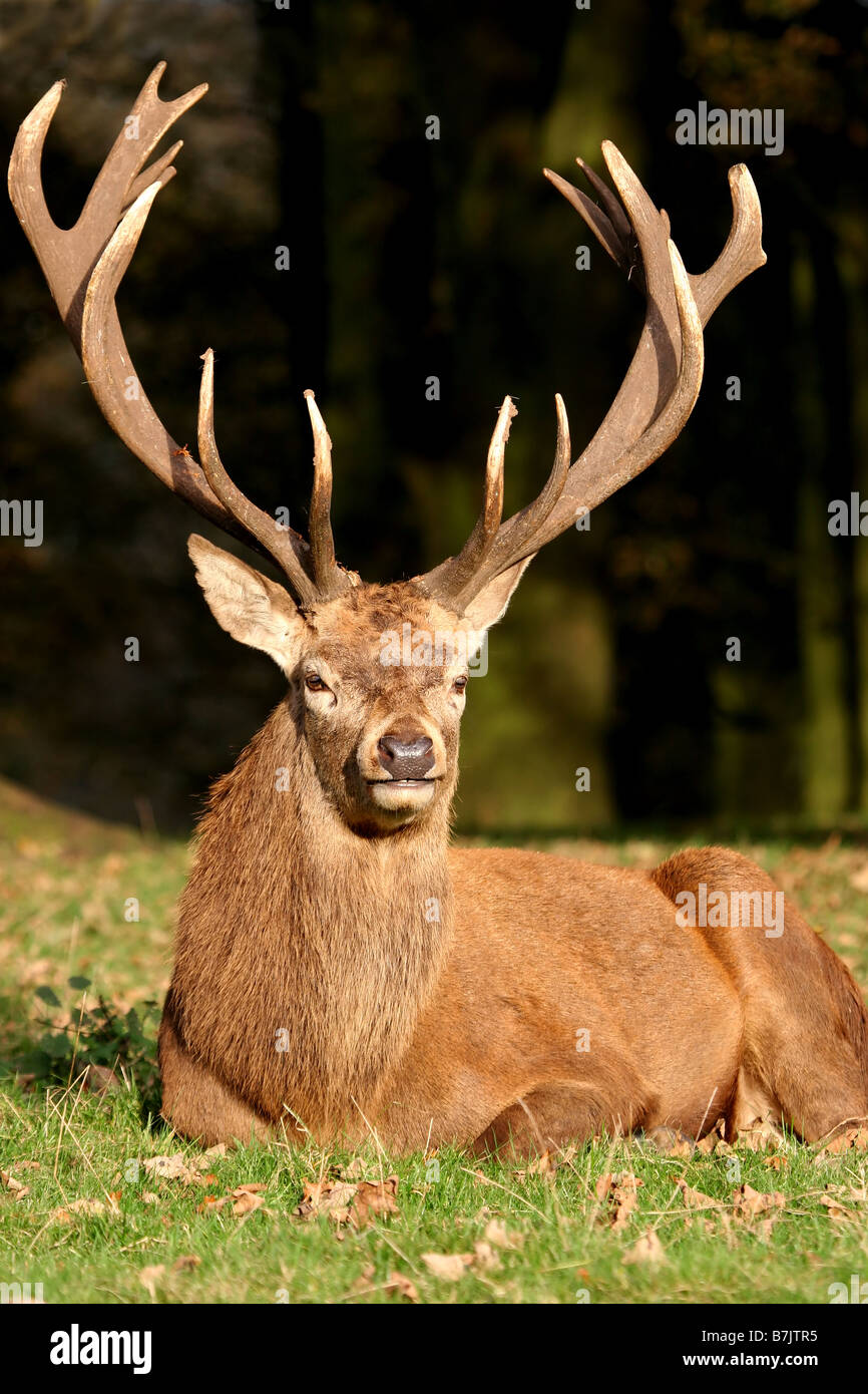 Male red deer (Cervus elaphus) Stock Photo
