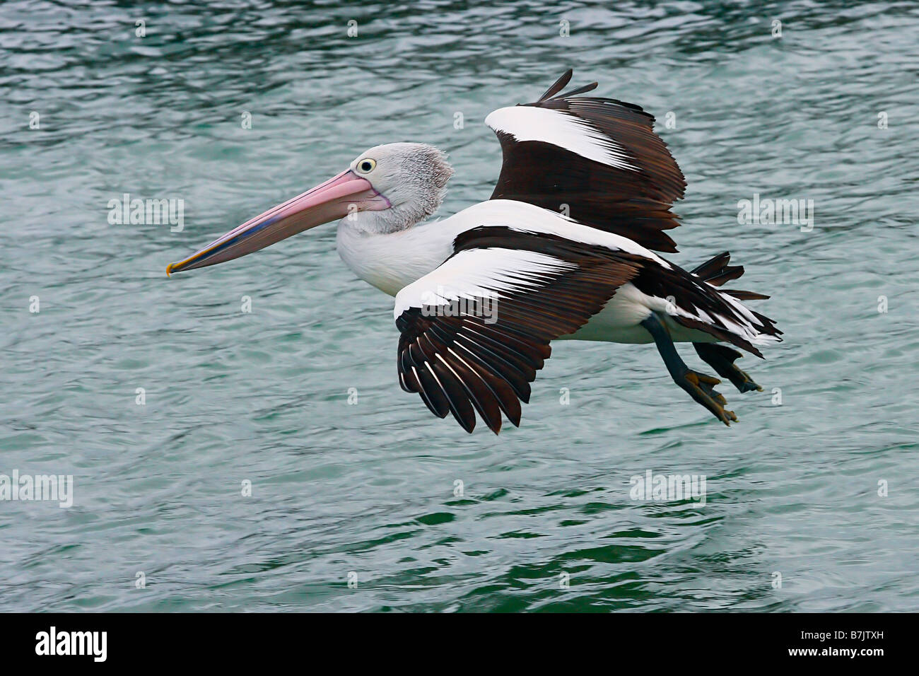 Australian Pelican 1 Stock Photo