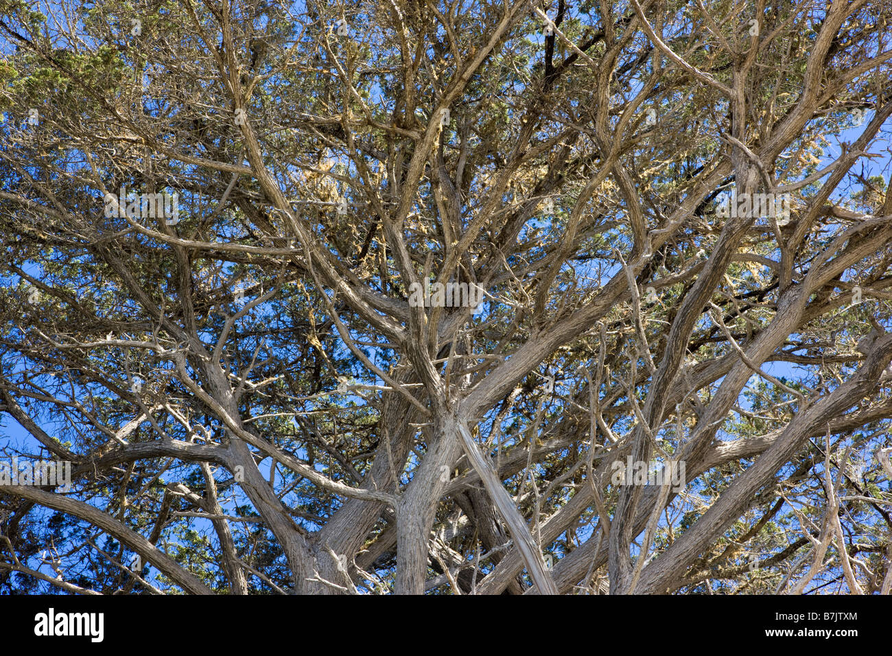 Monterey Cypress tree at Pescadero Point, Pebble Beach, Del Monte Forest, Monterey Peninsula, California, USA Stock Photo