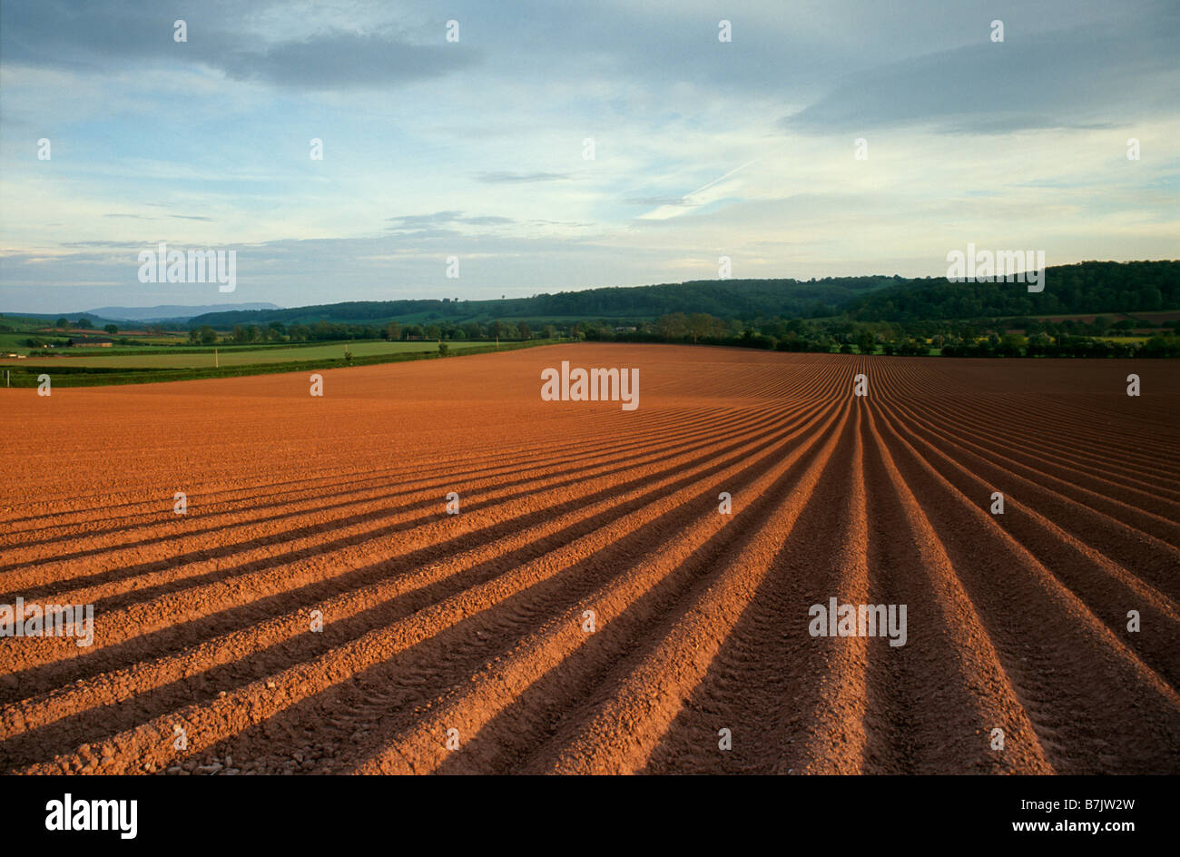 The rich fertile soil of the Golden Valley in the Welsh border region of Herefordshire, UK Stock