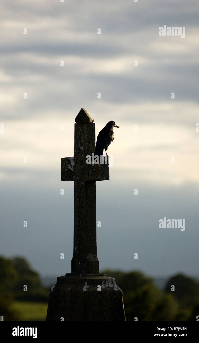 Corvid on gravestone cross Stock Photo