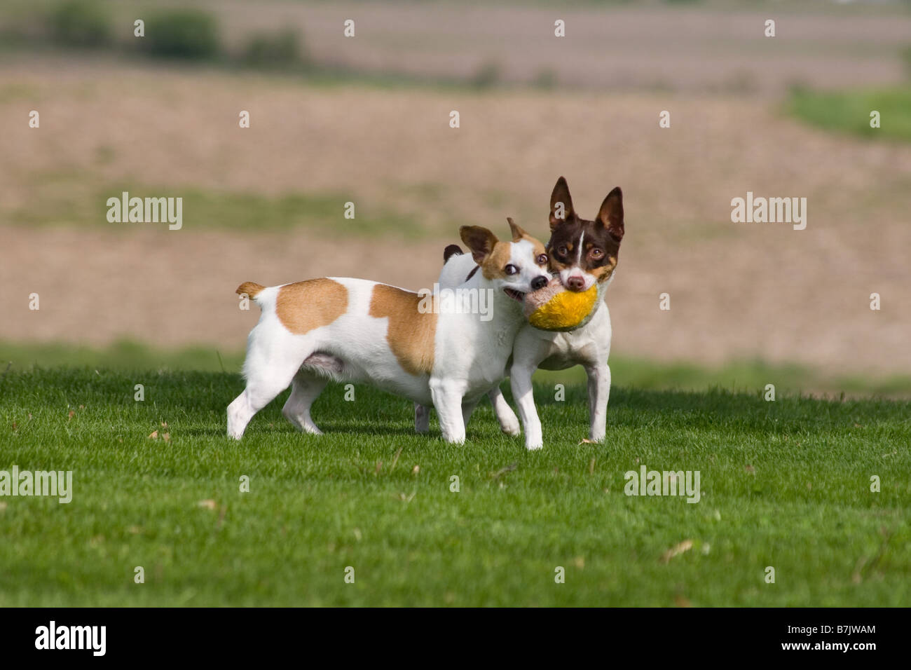 dogs playing together with a fluffy soft toy Stock Photo