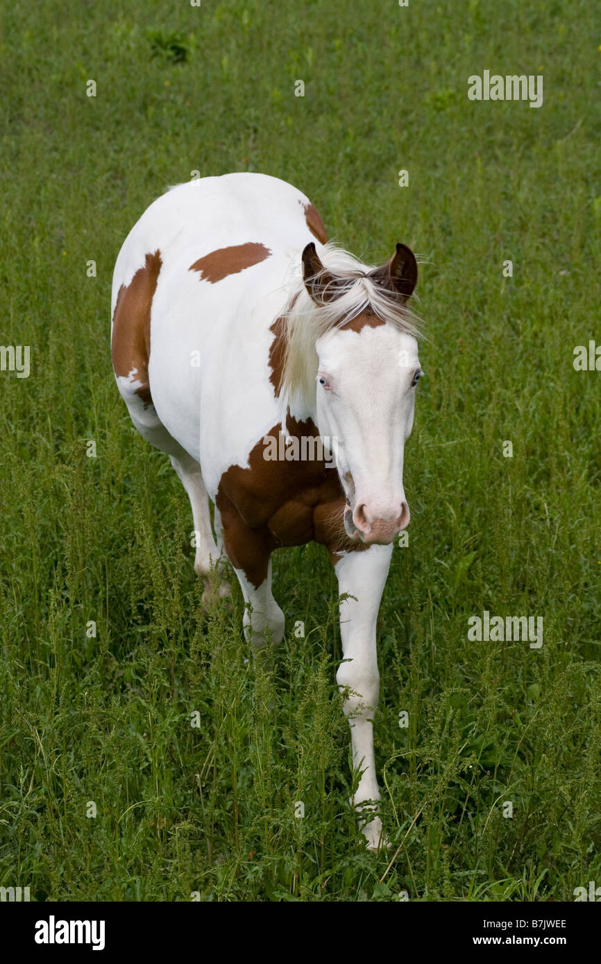 Equine medicine hat mare hires stock photography and images Alamy