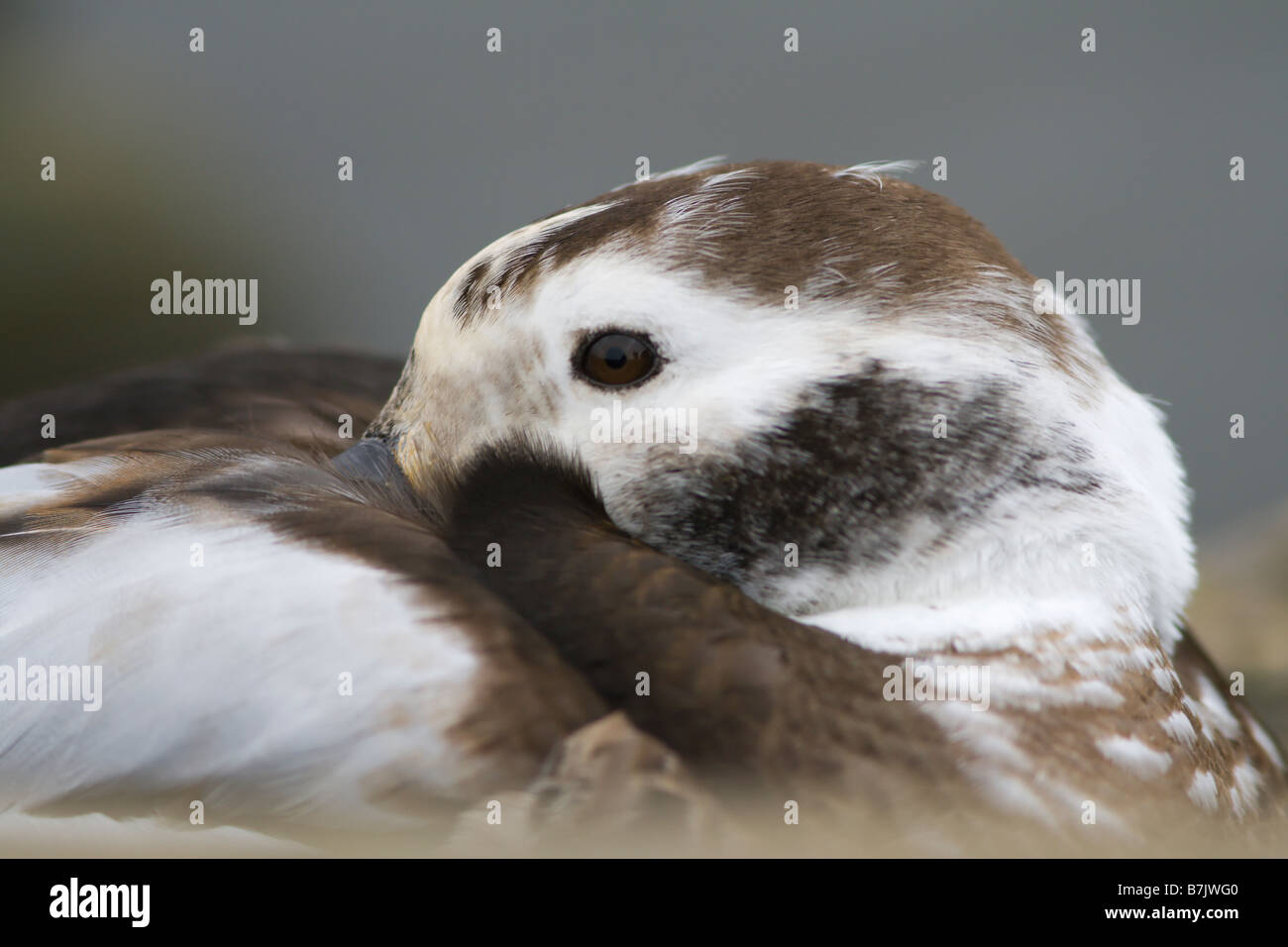 Long Tailed Duck Stock Photo