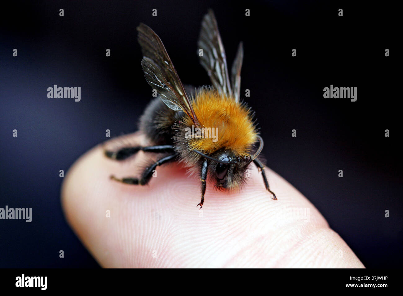 The Tree Bumble Bee Bombus hypnorum found in Oxfordshire 2008 Stock Photo