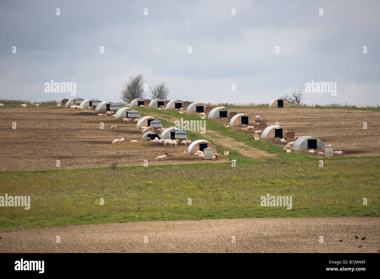 Pig farm with ark shelters Stock Photo