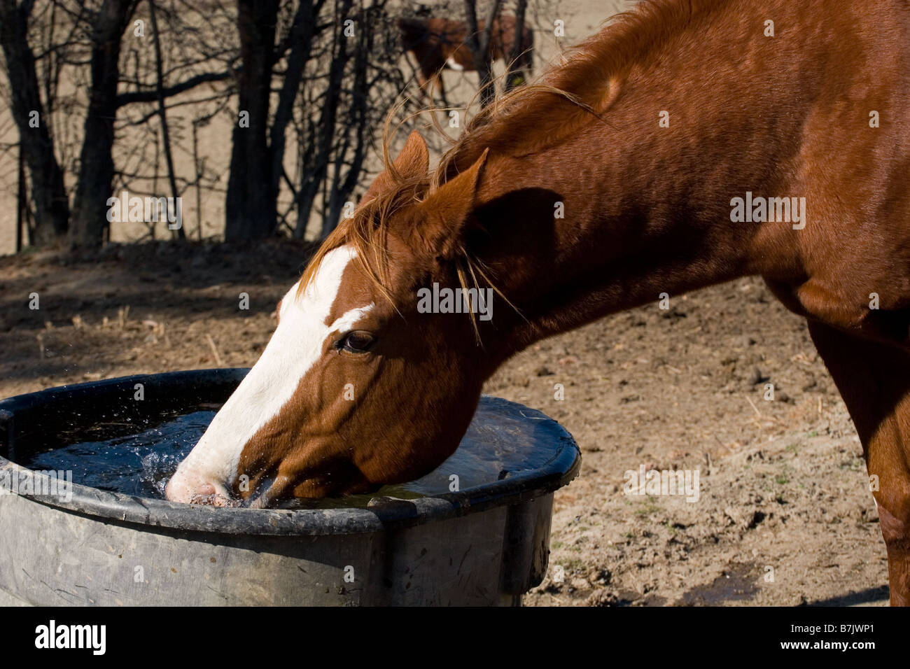 Paint horse mare drinking water from a trough in a field Stock Photo