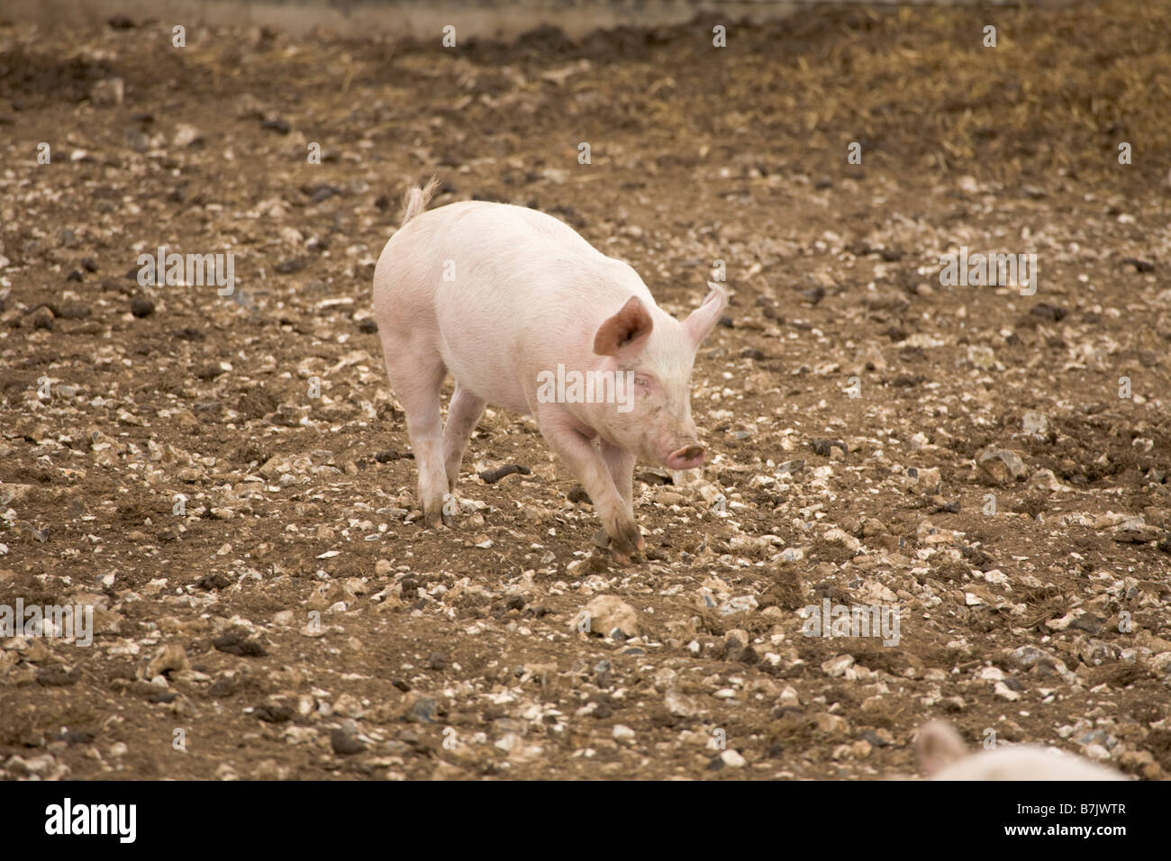 Pig farm with ark shelters Stock Photo