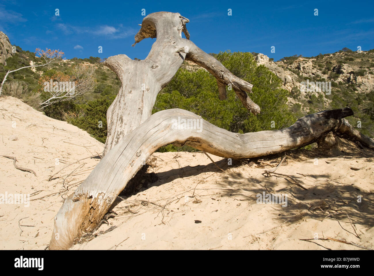Dead pine tree trunk Stock Photo Alamy