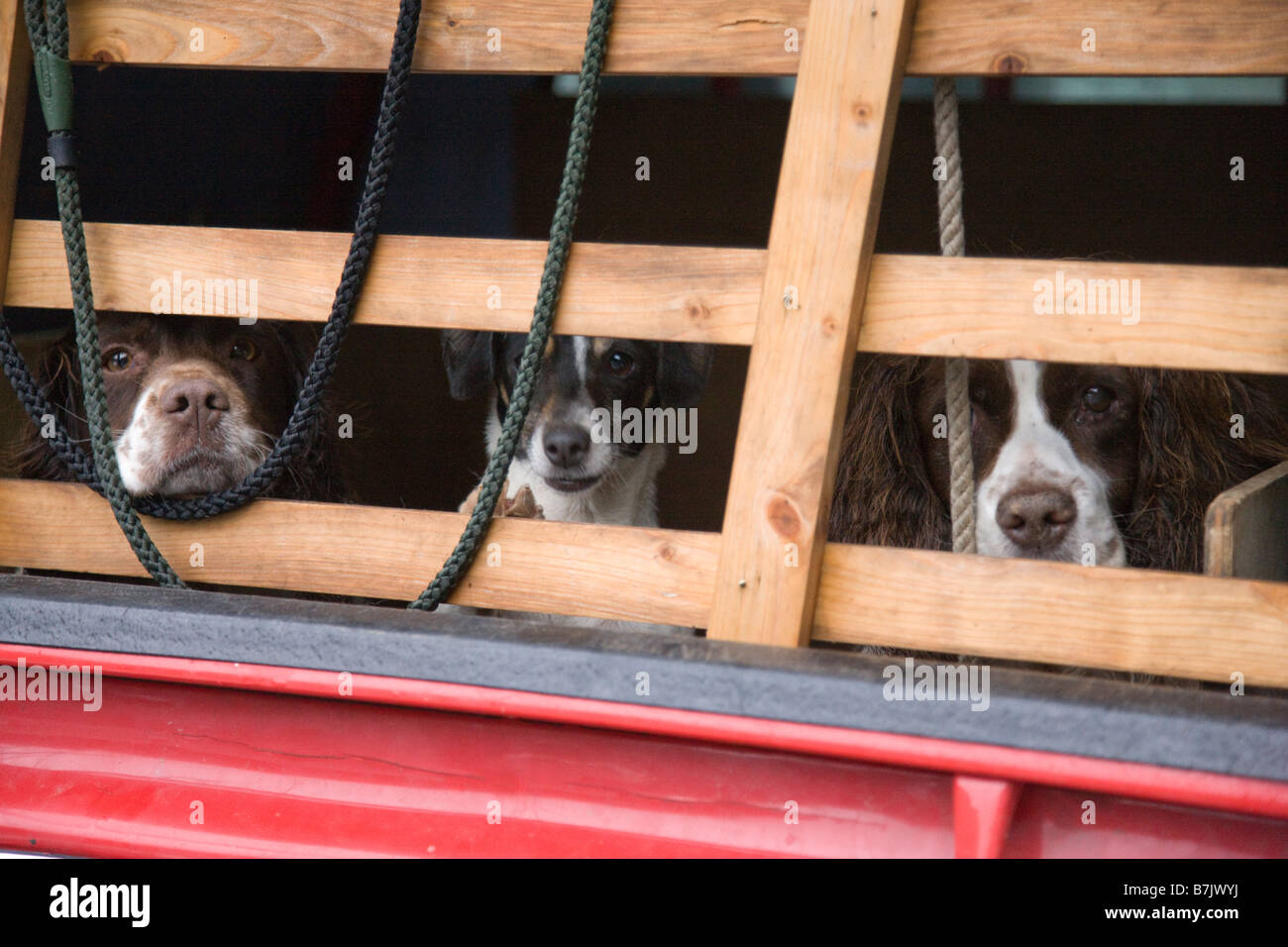 Dog s noses poking out between wooden bars of cage built in the back of a pickup truck Stock Photo