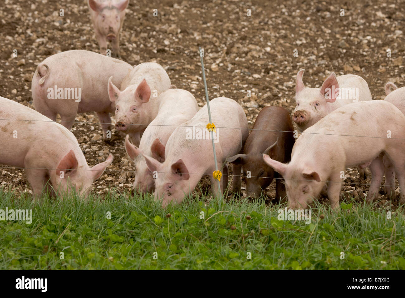 Pig farm with ark shelters Stock Photo