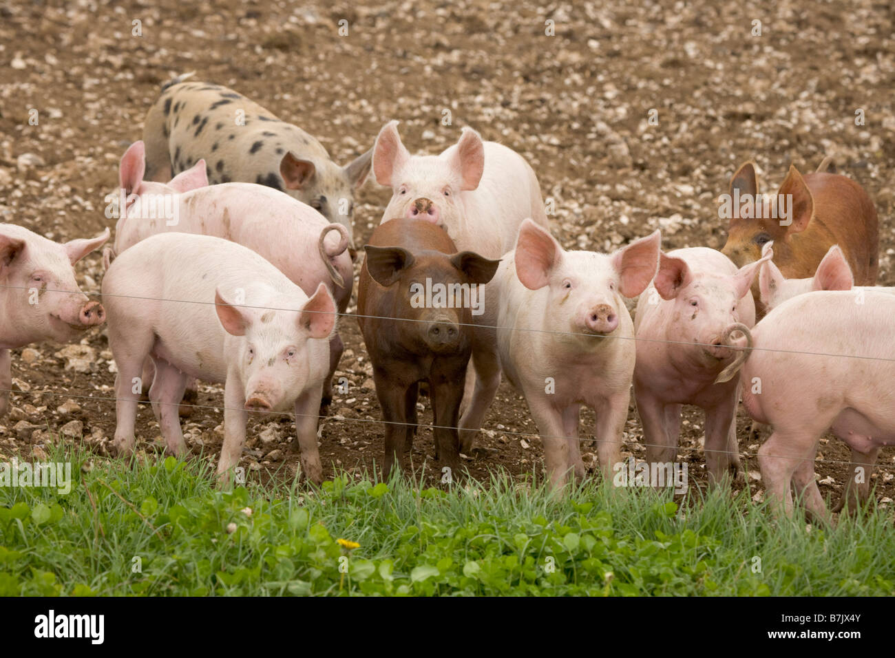 Pig farm with ark shelters Stock Photo
