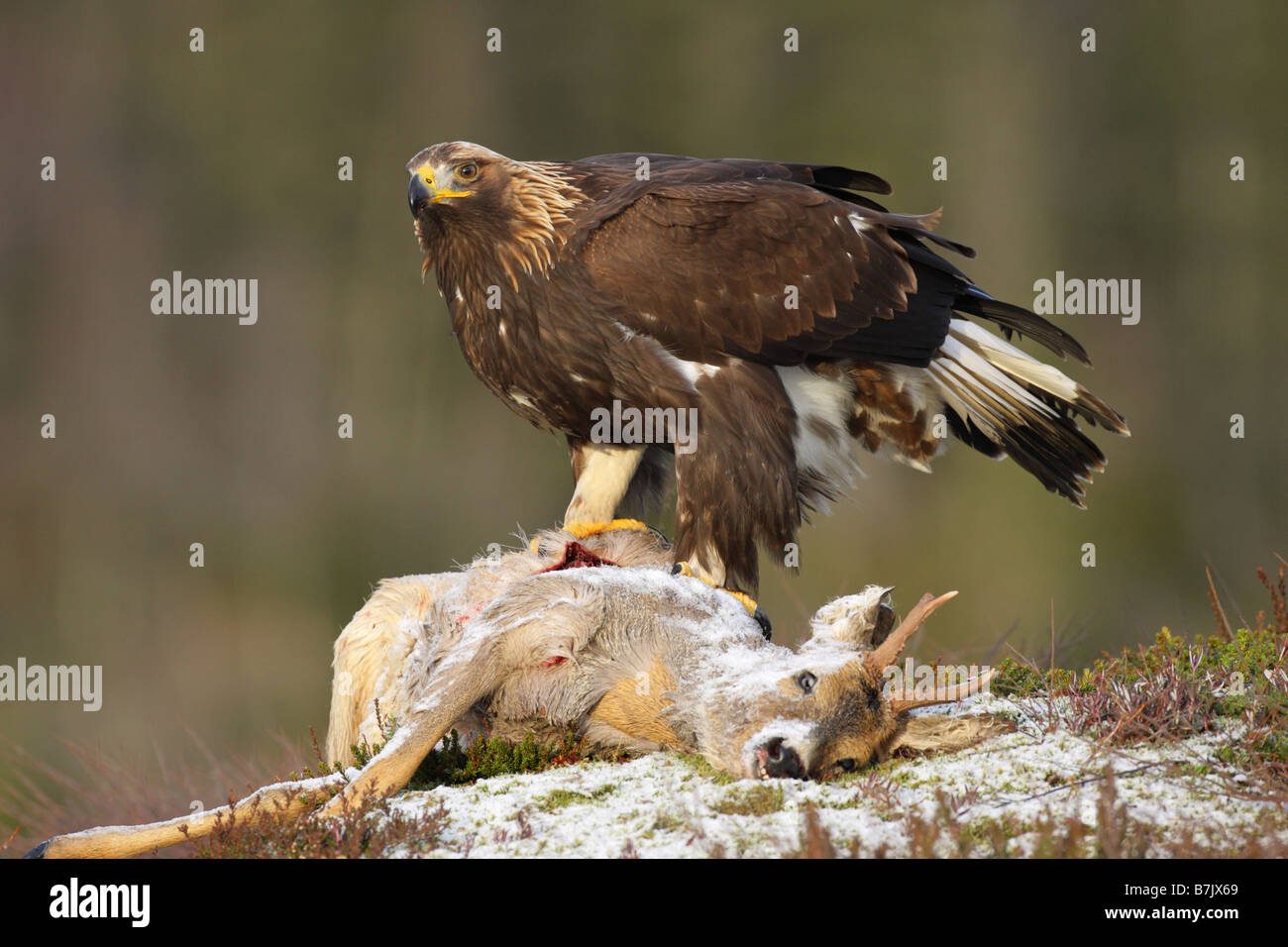 Golden Eagle Aquila chrysaetos sitting on top of a dead roe deer