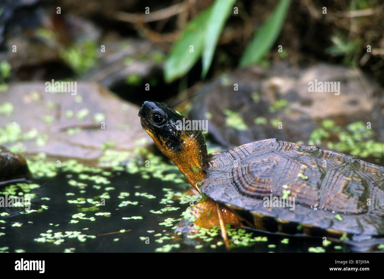 Clemmys turtle hi-res stock photography and images - Alamy