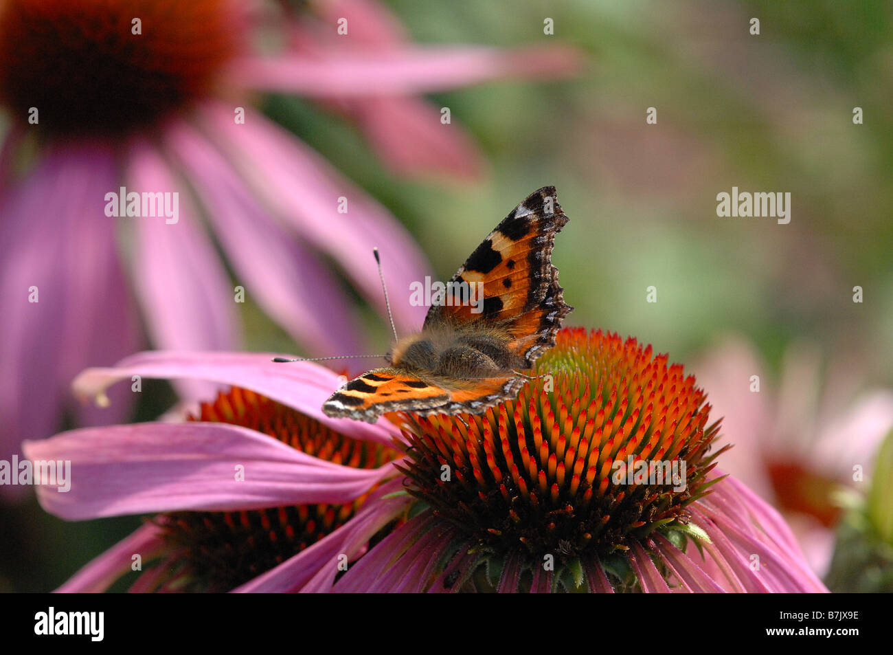 Butterfly on Coneflower Stock Photo