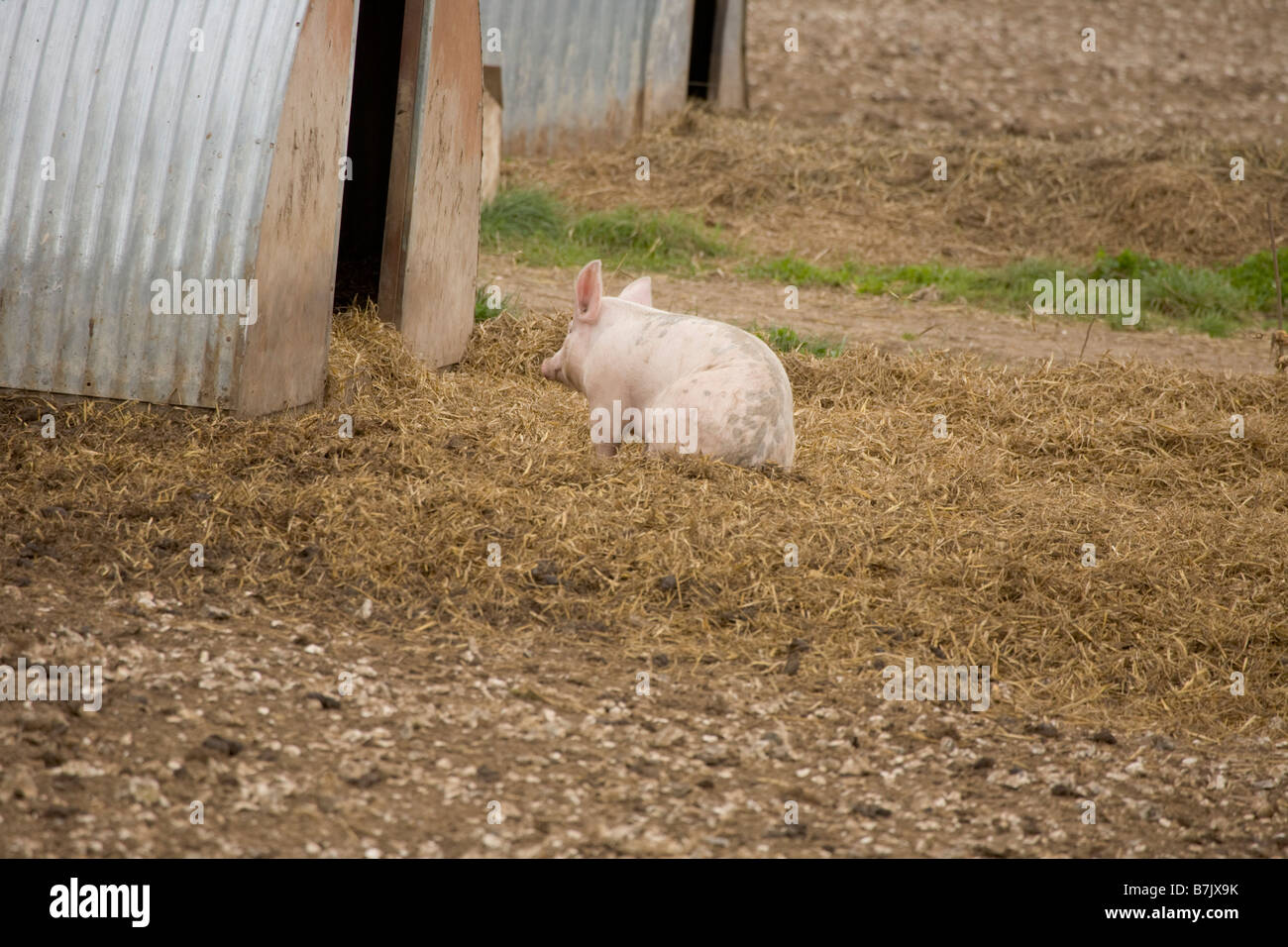 Pig farm with ark shelters Stock Photo