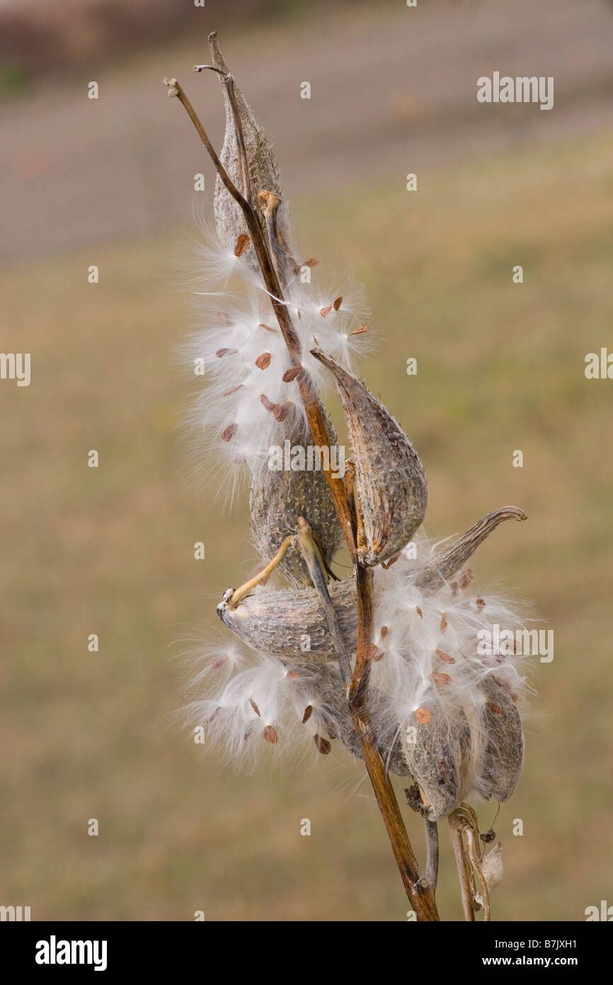 Purple Milkweed Asclepias purpurascens dried pods bursting open and releasing seeds Stock Photo