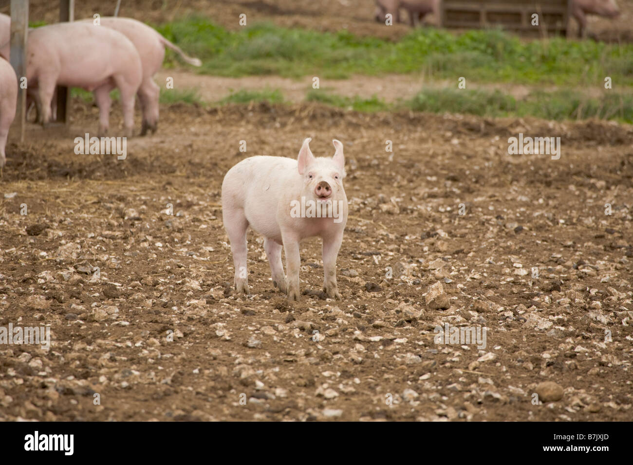 Pig farm with ark shelters Stock Photo
