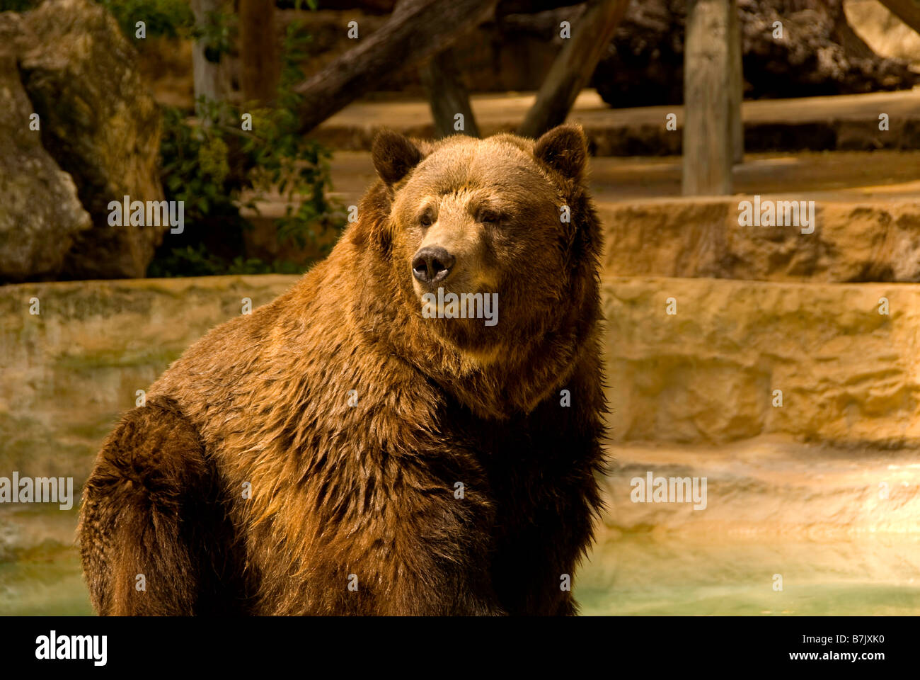 Grizzly bear at San Antonio Texas zoo dangerous animal mean Stock Photo -  Alamy