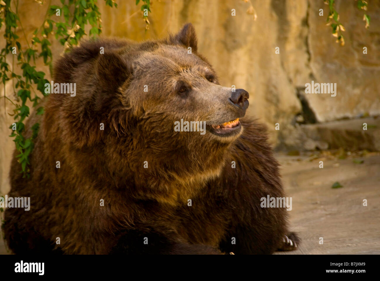 Grizzly bear smiling teeth showing at San Antonio Zoo Texas Stock Photo