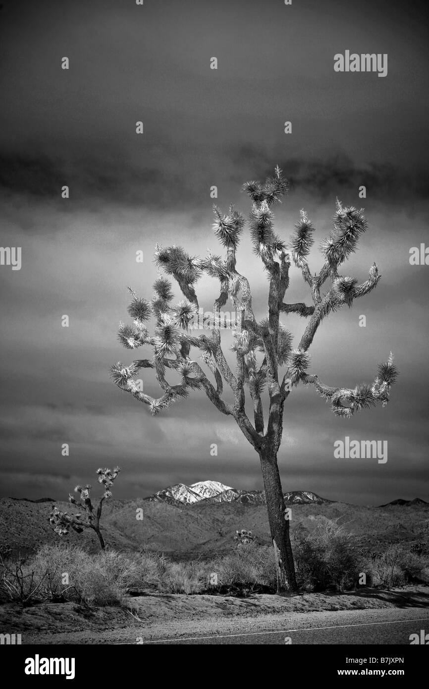 Black and white of joshua tree hires stock photography and images Alamy