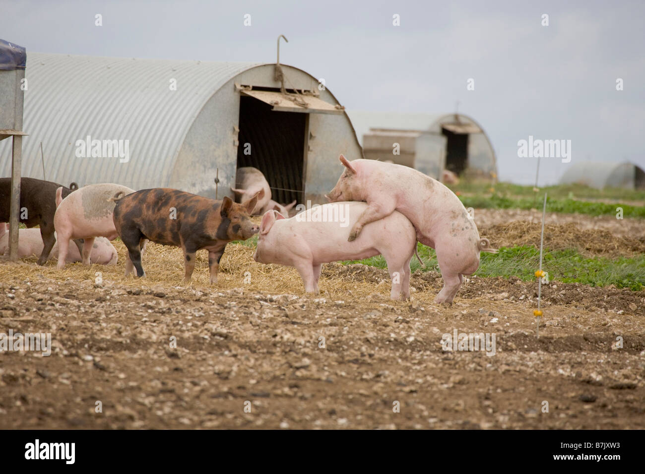 Pig farm with ark shelters makin making bacon mating Stock Photo