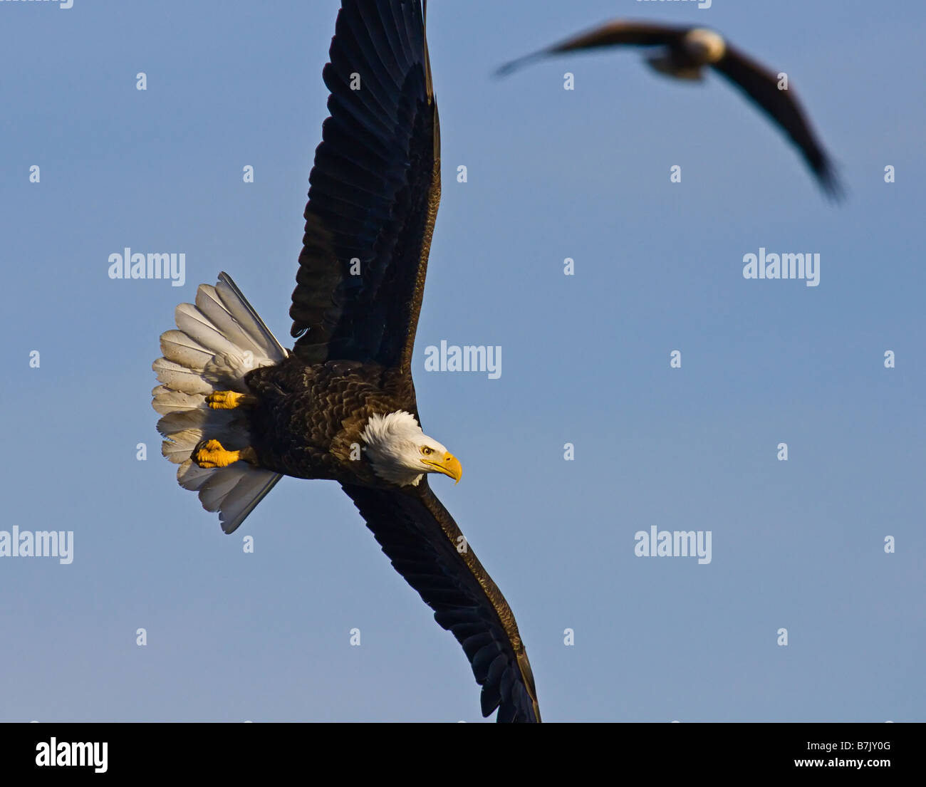 Two Bald Eagles soar over the Mississippi River Stock Photo Alamy